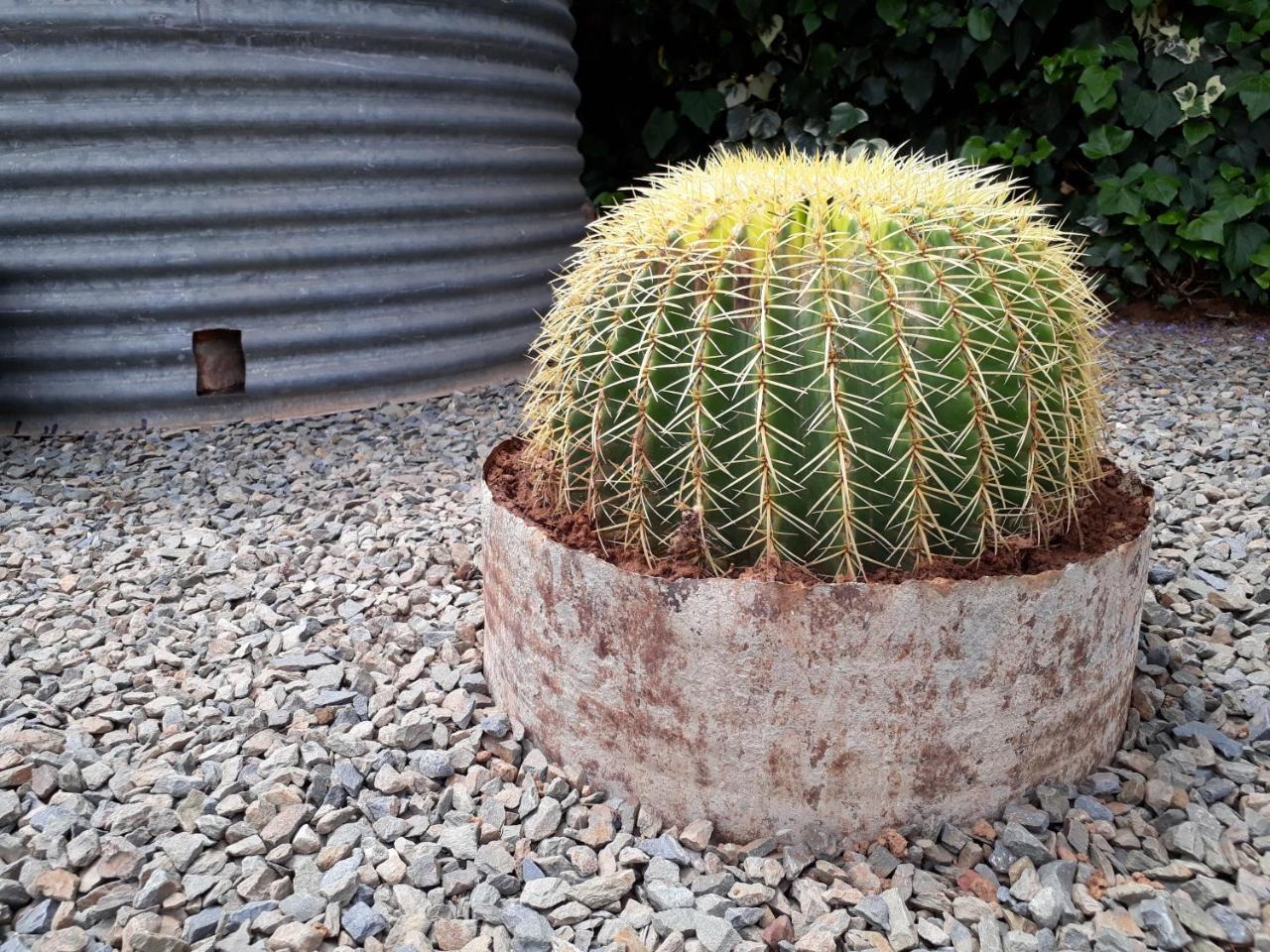 Karoo Sun Boutique Guest House Oudtshoorn Εξωτερικό φωτογραφία